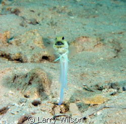 Yellow headed jawfish with eggs. by Larry Wilson 